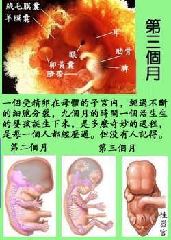 pig10.jpg - 2037 Bytes