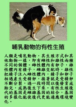 pig6.jpg - 2037 Bytes