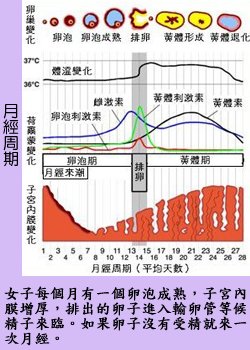 pig7.jpg - 2037 Bytes